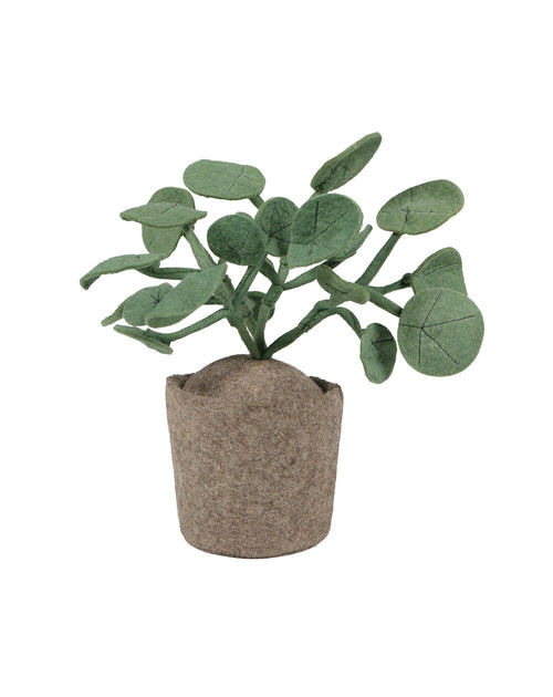 KidsDepot planta Pileo Pepero - Verde