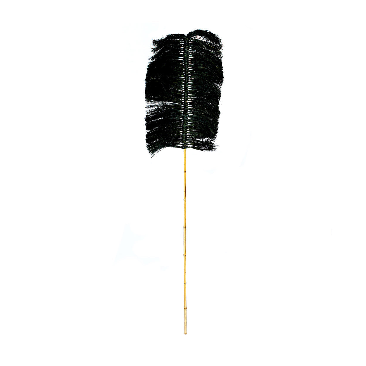 La Palmera de Rafia - Negra
