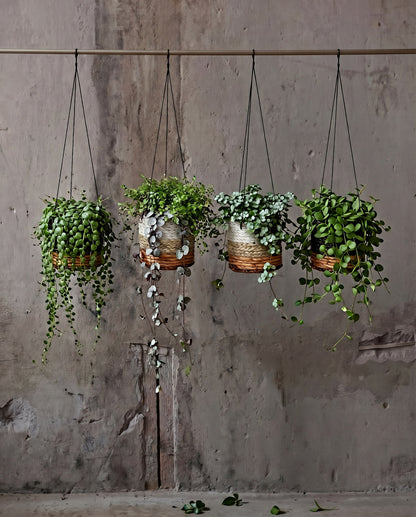 El colgador para plantas de plátano - blanco natural - S