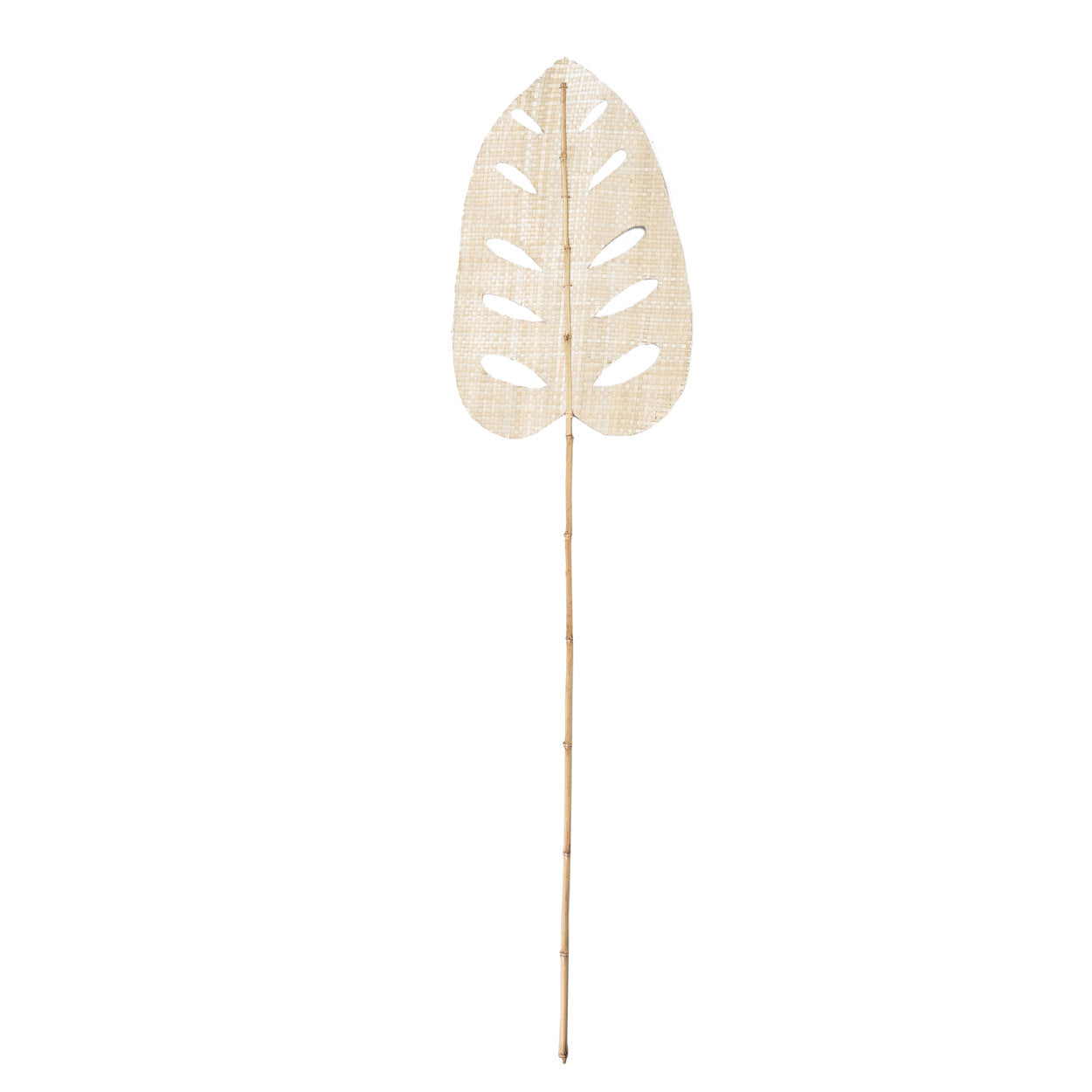 Hoja de Jacinto de Agua - Natural