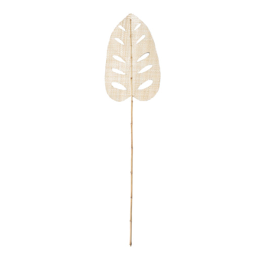 Hoja de Jacinto de Agua - Natural